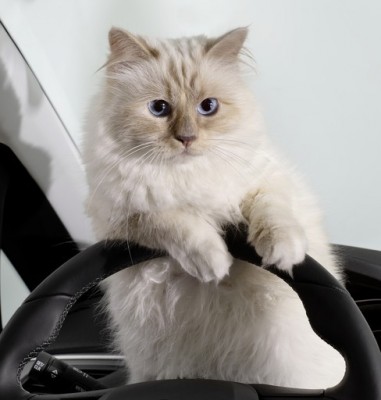 котик2.jpeg