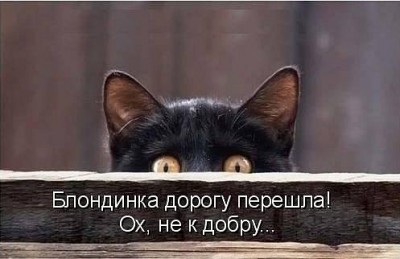 котики2.jpg